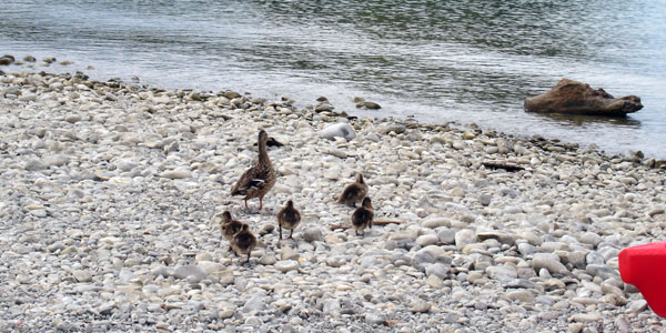 seeka-rhein-enten-land-1.jpg