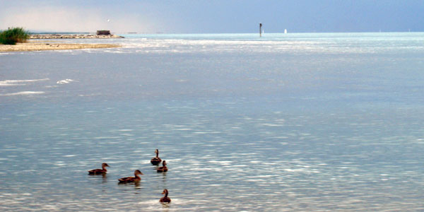 seeka-rhein-enten-wasser-5.jpg